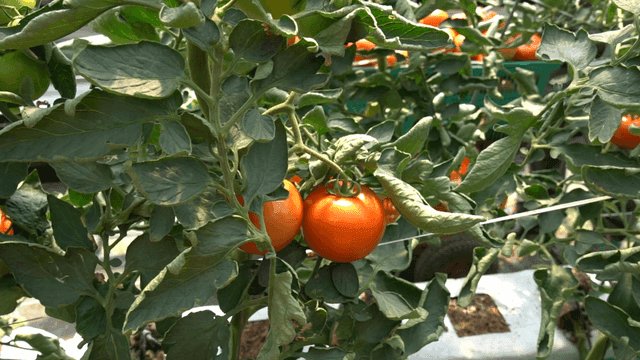 Ripe tomatoes grown in greenhouse