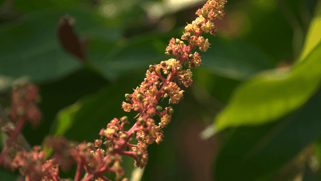 Pink mango tree plant
