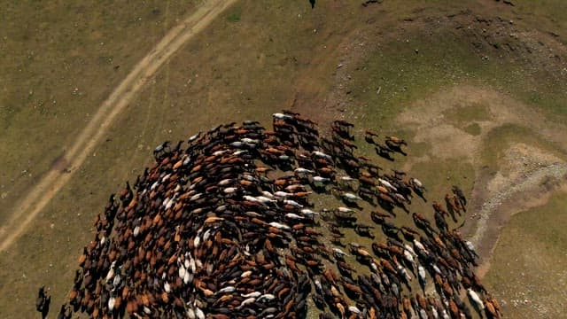 Herd of Horses Circling and Forming a Circle