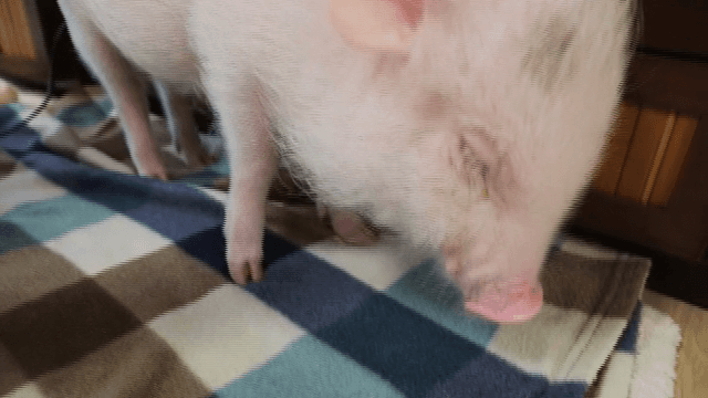 실내를 탐색하는 작은 돼지