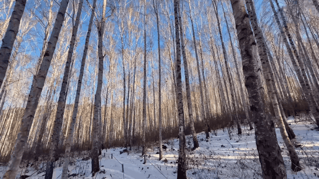 Snow-covered forest with a wooden bridge