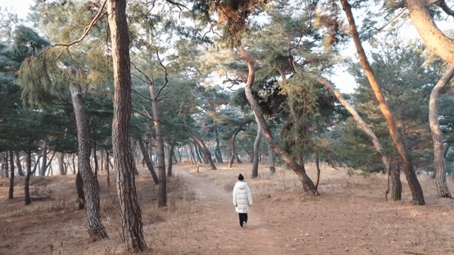 고요한 숲속을 걷는 사람