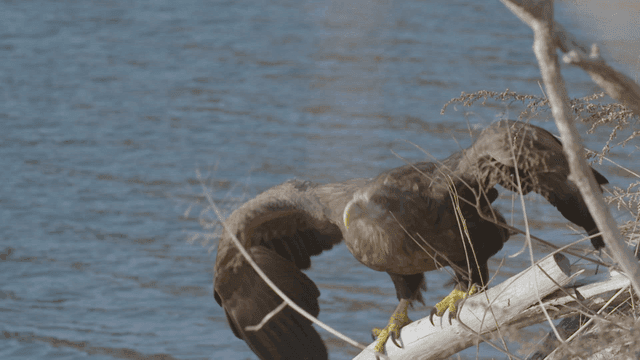 White-tailed eagle taking off from a dried tree by the waterside