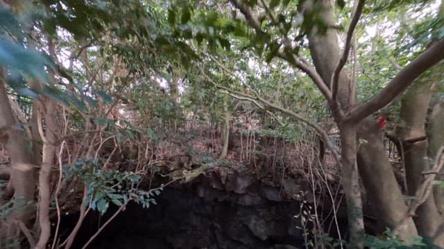 신비한 숲속 동굴 탐험