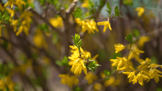 Yellow flowers blooming on a sunny day