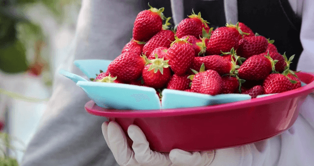 빨간 바구니에 담긴 신선한 딸기