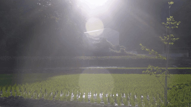 산 아래 햇빛 비치는 푸른 논