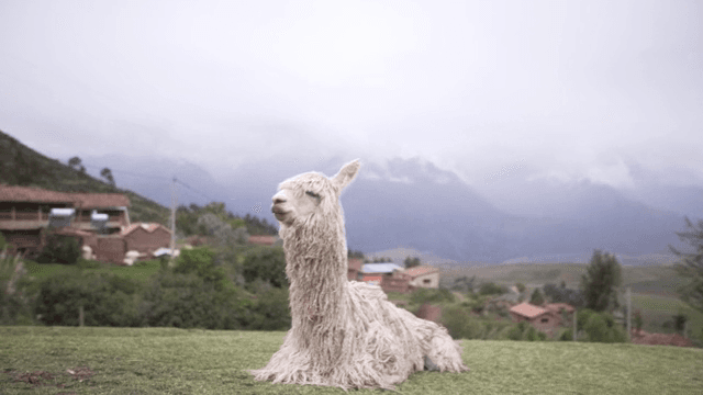 고요한 산마을에서 쉬고 있는 알파카들