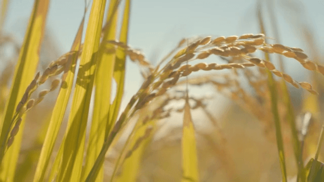 바람에 흔들리는 황금빛 벼