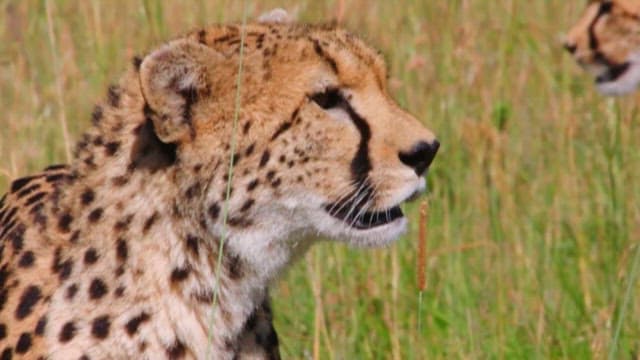 자연 서식지에서 집중된 시선을 가진 치타
