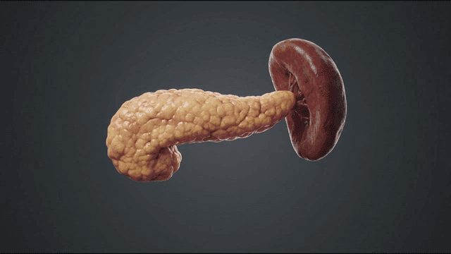 Detailed view of human pancreas and spleen