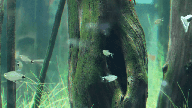 Fish swimming around mossy tree