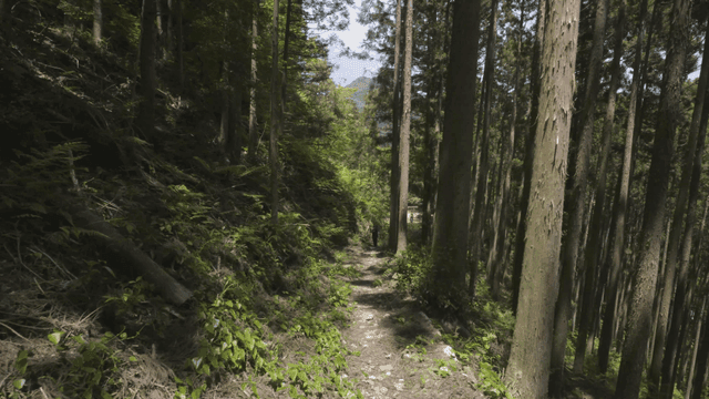 Quiet forest path with tall trees