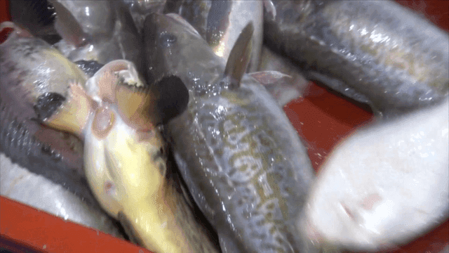 빨간 용기에 담긴 갓 잡은 대구