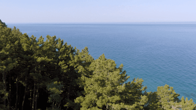 푸른 숲과 해안 도로