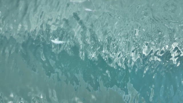 Finless porpoise swimming gracefully through crystal-clear water