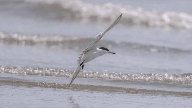 Bird gracefully flying over the sea