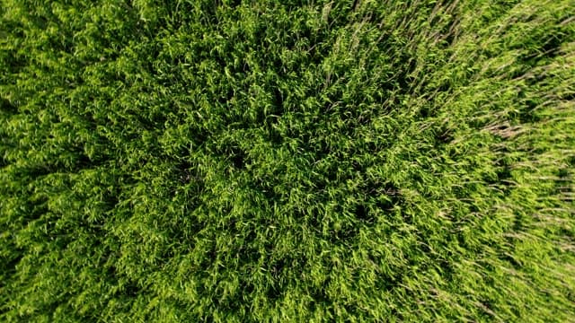 Green Filled with Grasses Swaying in the Wind