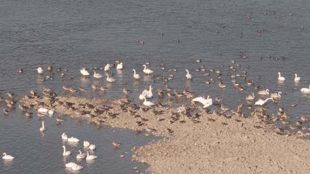 Peaceful flock of birds gathered by river