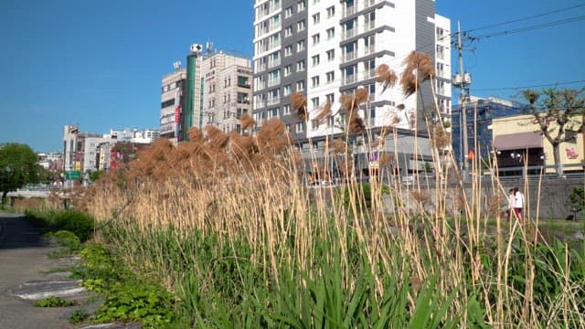 Tall reeds in a stream with roads and buildings visible