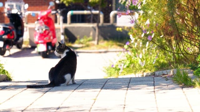 Cat sitting by flowers on the flowerbed