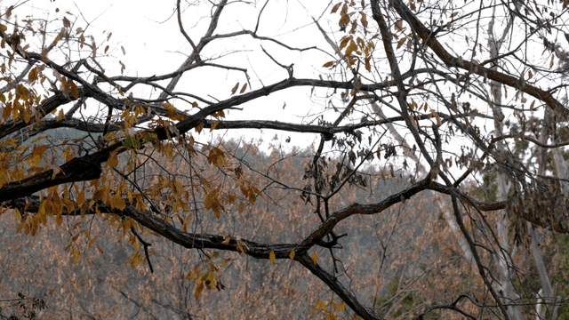 Bare branches with autumn leaves