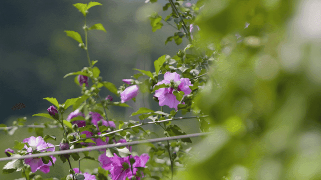 Purple hibiscus flowers blooming in garden