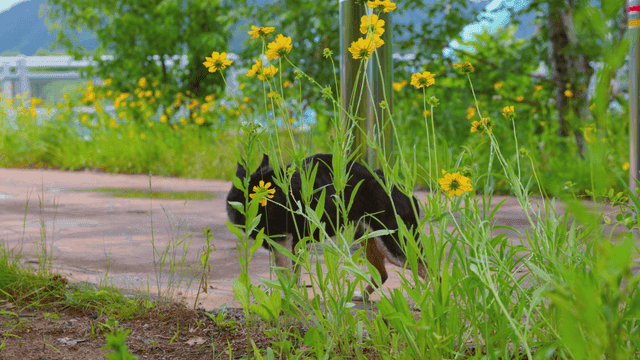 정원 길을 냄새 맡는 개
