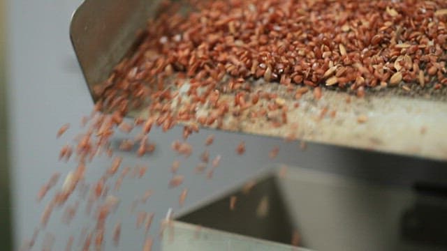 Brown rice grains falling from a rice mill