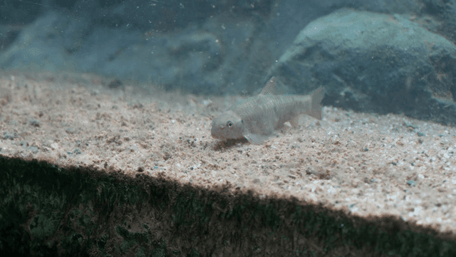 Fish swimming on sandy bottom of fish tank