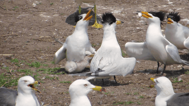 Seabirds interacting on a coastal ground