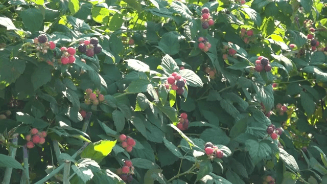 무성한 녹색 덤불 위의 잘 익은 복분자