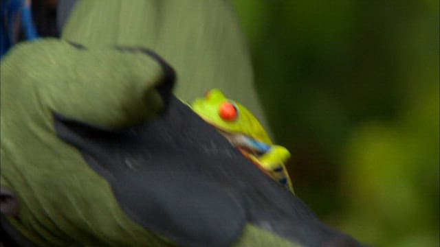 Colorful Frog on Gloved Hand