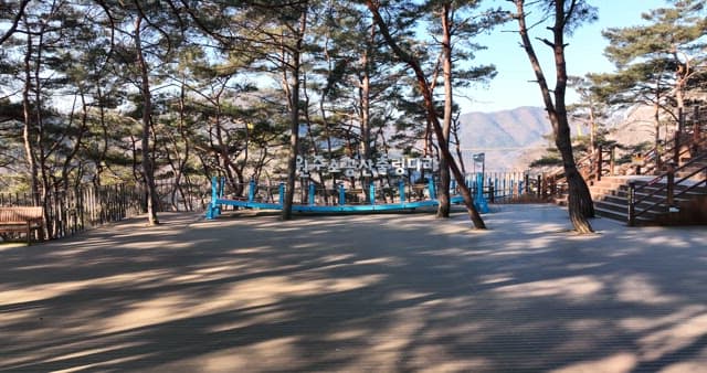 소나무 사이의 경치 좋은 나무 데크