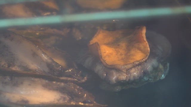 Abalone ripening in the oven