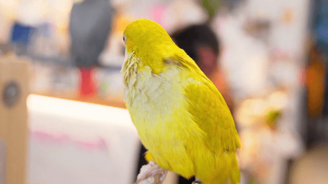 실내에 앉아 있는 밝은 노란색 앵무새