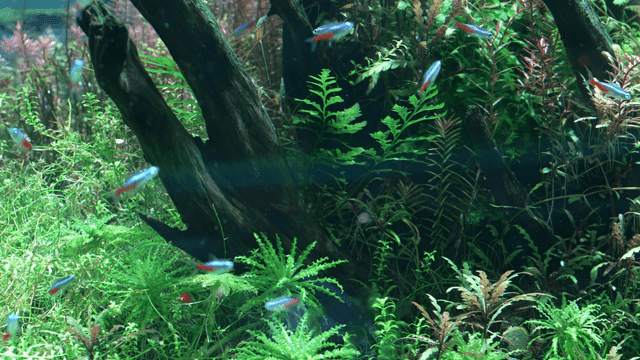 Colorful fish swimming in a lush aquarium