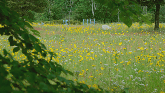 만개한 들꽃이 가득한 들판