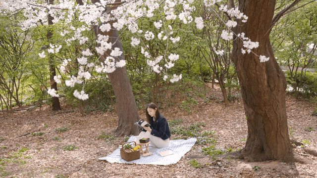 벚꽃 아래에서 책을 읽는 여성