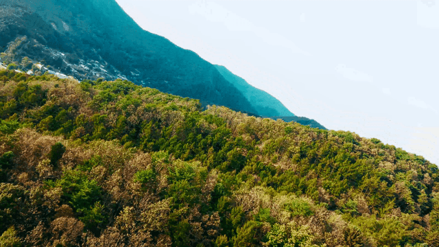 맑은 하늘 아래 나무가 울거진 숲