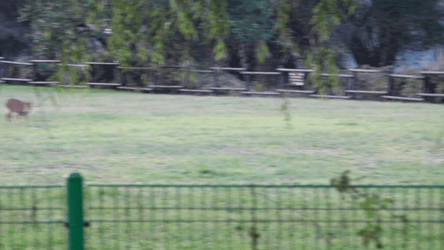 Deer grazing in a fenced grassy field