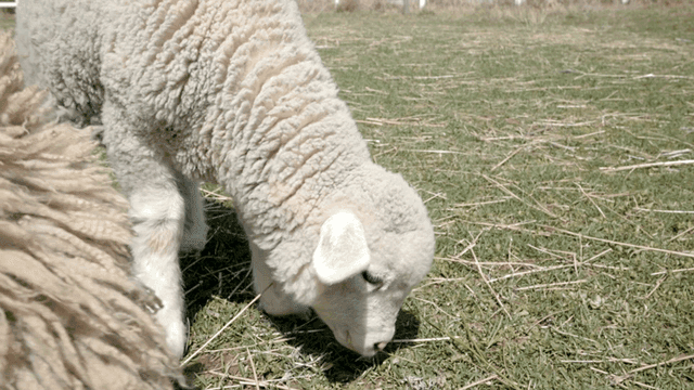 Lamb grazing in sunny pasture