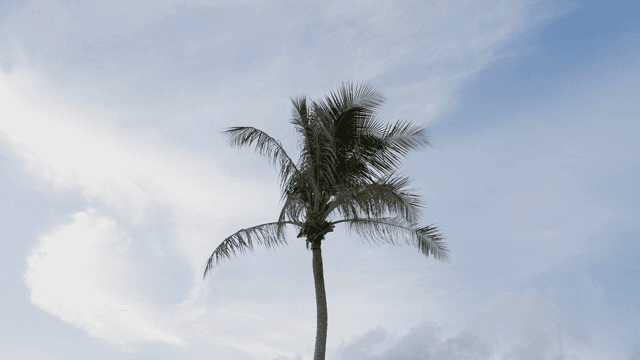 A tall palm tree against a clear sky