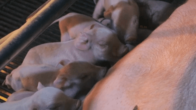 어미 돼지의 젖을 먹는 새끼 돼지들