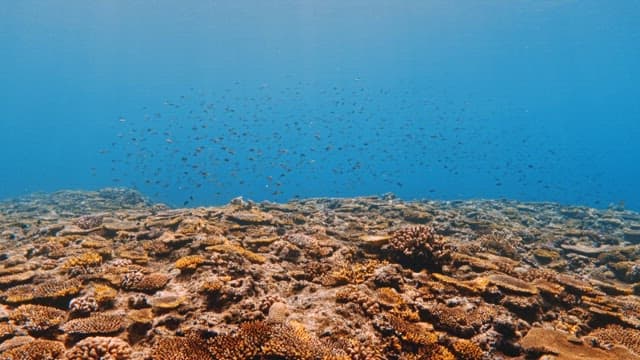 Underwater View of a Coral Reef and Fish