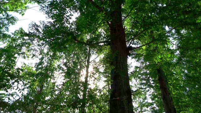 고요한 낮 시간에 나무 사이로 햇빛이 비추는 숲