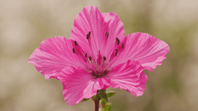 Fully bloomed pink flowers