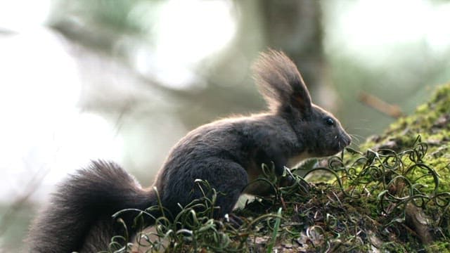 Eurasian red squirrel eating grass