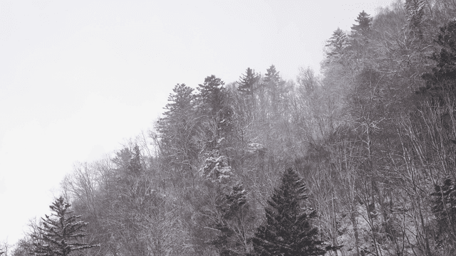 Snow-covered forest in winter