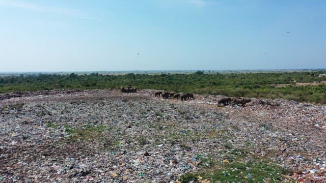 Elephants foraging in a large landfill